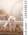 Hamster trying to get out of the cage 126448610
