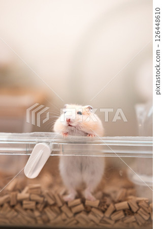 Hamster trying to get out of the cage Hamster trying to get out of the cage 126448610