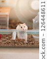Hamster trying to get out of the cage 126448611