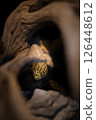 Leopard gecko's head is visible 126448612
