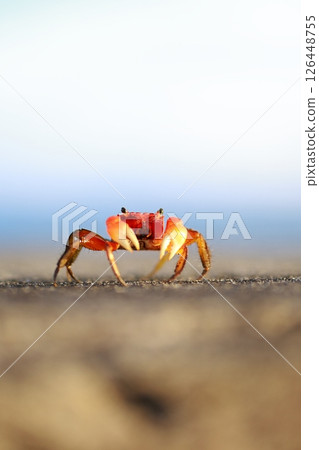 crab  126448755