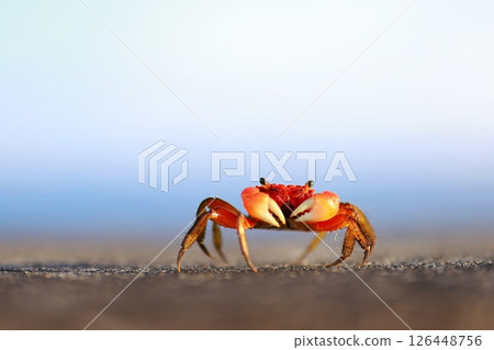 crab  126448756