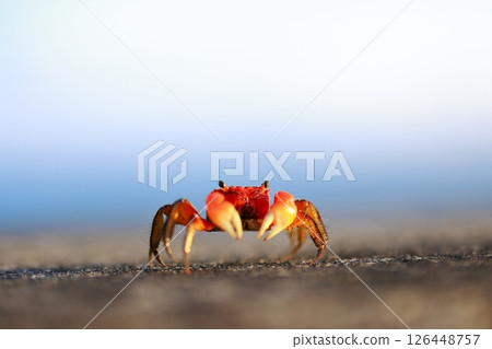 crab  126448757