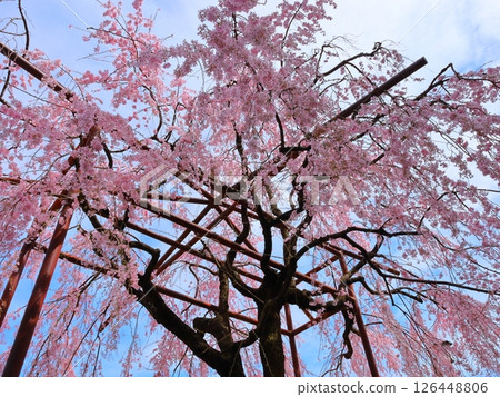 Dead brown cherry tree Dead brown cherry tree 126448806