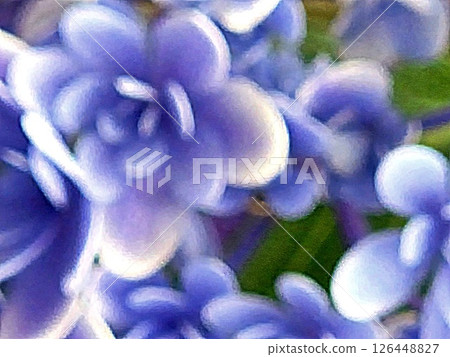 可愛又神秘的藍色繡球花 可愛又神秘的藍色繡球花 126448827