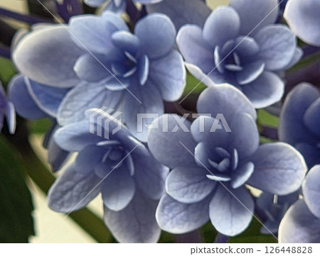 可愛又神秘的藍色繡球花 126448828