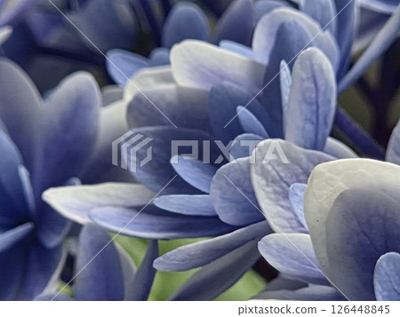 可愛又神秘的藍色繡球花 126448845