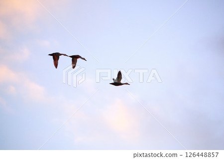 日本花園裡的大鸕鶿 126448857