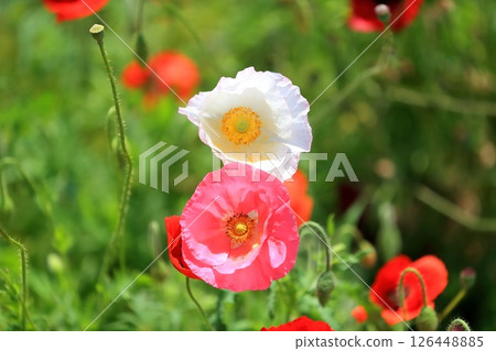 Shirley poppy flowers (Akebonoyama Agricultural Park, Chiba Prefecture) Shirley poppy flowers (Akebonoyama Agricultural Park, Chiba Prefecture) 126448885