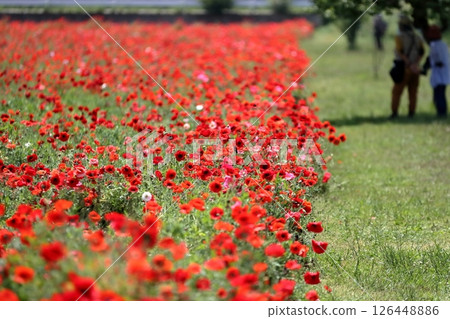Shirley poppy flowers (Akebonoyama Agricultural Park, Chiba Prefecture) Shirley poppy flowers (Akebonoyama Agricultural Park, Chiba Prefecture) 126448886