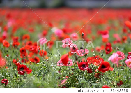Shirley poppy flowers (Akebonoyama Agricultural Park, Chiba Prefecture) Shirley poppy flowers (Akebonoyama Agricultural Park, Chiba Prefecture) 126448888