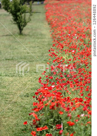 Shirley poppy flowers (Akebonoyama Agricultural Park, Chiba Prefecture) Shirley poppy flowers (Akebonoyama Agricultural Park, Chiba Prefecture) 126448892
