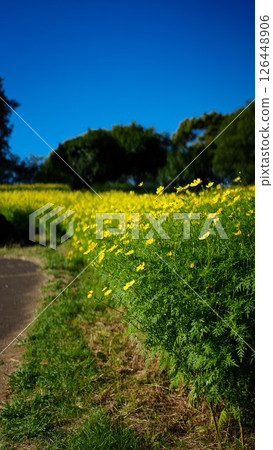 油菜花盛開的小路 126448906