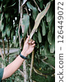 woman hand with a green leaf 126449072