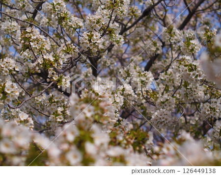 櫻桃樹 126449138