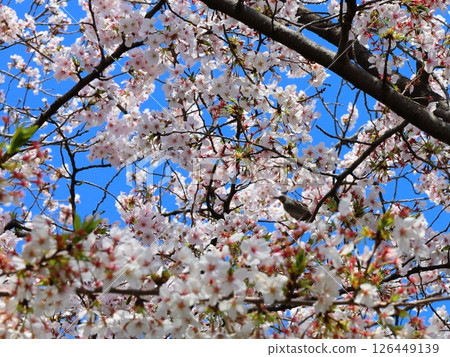 櫻桃樹 126449139