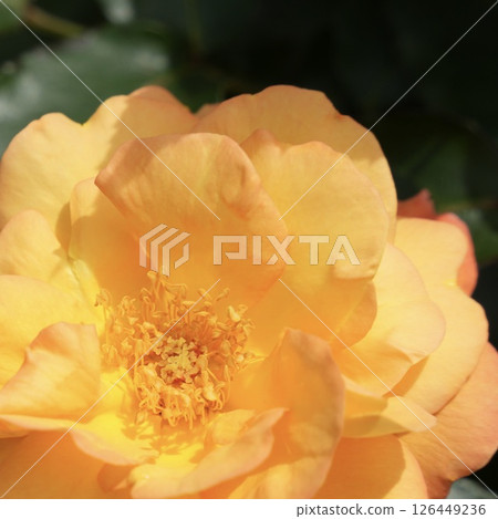 一朵鮮豔的橙色玫瑰特寫 126449236