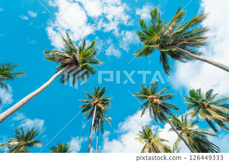 Coconut trees and clear sky on an island in summer,View from below into a coconut plantation on the island. Coconut trees and clear sky on an island in summer,View from below into a coconut plantation on the island. 126449333