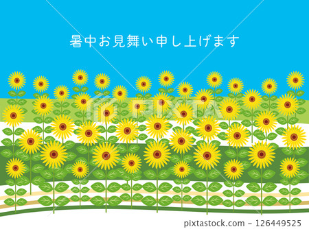 Summer scenery, sunflower fields and blue sky, summer greetings 126449525