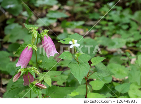 Bellflowers and Houttuynia cordata blooming in a corner of the park 126449935