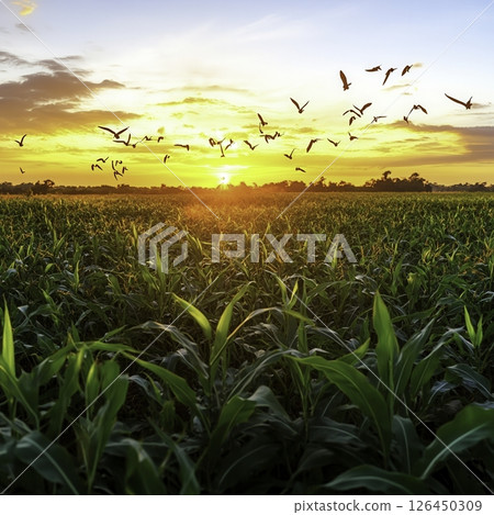 Sunset Over Green Cornfield with Flock of Birds Flying in Vibrant Sky Colors 126450309