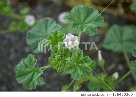 初夏盛開的錦葵小花 126450360