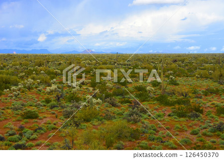 Early Winter Landscape Sonoran Desert Arizona Early Winter Landscape Sonoran Desert Arizona 126450370