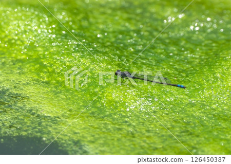 A black-winged dragonfly resting on floating seaweed in a pond A black-winged dragonfly resting on floating seaweed in a pond 126450387
