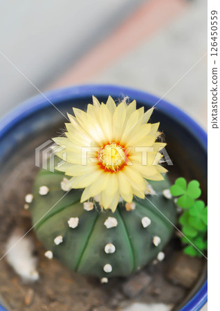 Astrophytum asteriias flower or cactus in the flower pot or Astrophytum or Astrophytum asteriias and flower Astrophytum asteriias flower or cactus in the flower pot or Astrophytum or Astrophytum asteriias and flower 126450559
