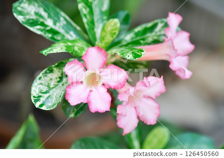 Desert rose, Impala lily or adenium obesum or Roem and Schult or Impala Lily or Pink Bignonia or Mock Azalea Desert rose, Impala lily or adenium obesum or Roem and Schult or Impala Lily or Pink Bignonia or Mock Azalea 126450560