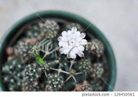 Gymnocalycium damsii v tucavocense, gymnocalycium damsii ssp or cactus or cactus flower 126450561