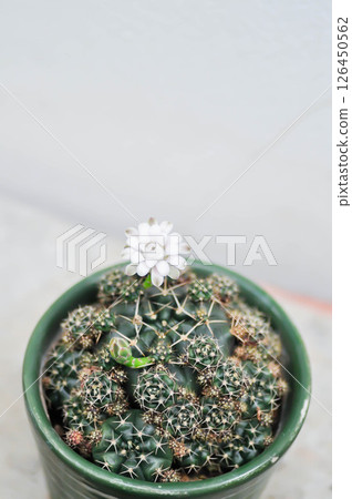 Gymnocalycium damsii v tucavocense, gymnocalycium damsii ssp or cactus or cactus flower 126450562