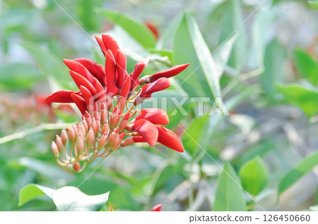 Erythrina fusca Lour, Coral tree or Swamp Erythrina or FABACEAE Erythrina fusca Lour, Coral tree or Swamp Erythrina or FABACEAE 126450660