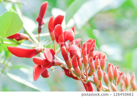 Erythrina fusca Lour, Coral tree or Swamp Erythrina or FABACEAE Erythrina fusca Lour, Coral tree or Swamp Erythrina or FABACEAE 126450661
