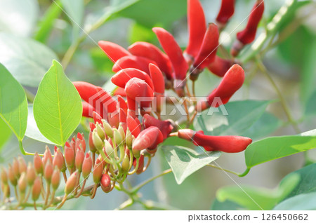 Erythrina fusca Lour, Coral tree or Swamp Erythrina or FABACEAE Erythrina fusca Lour, Coral tree or Swamp Erythrina or FABACEAE 126450662