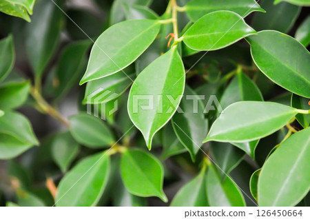 banyan tree or Ficus annulata or ficus bengalensis or leaves background 126450664