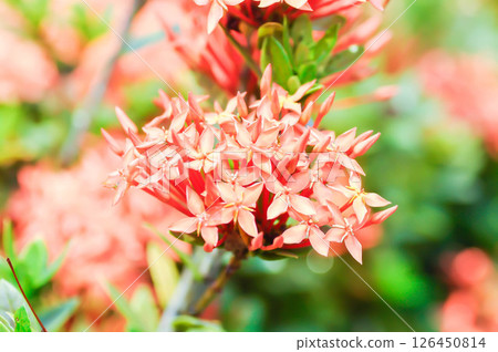 Ixora chinensis Lamk, Ixora spp or Zephyranthes or West Indian Jasmine 126450814