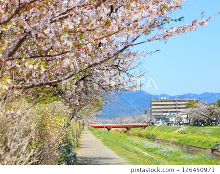 川原的櫻花 126450971