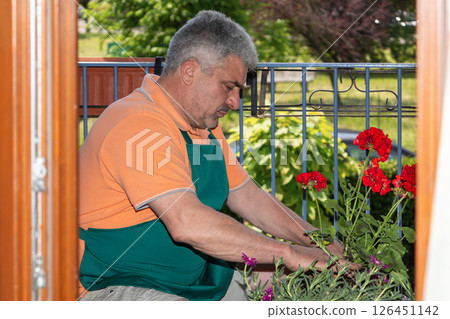 Gardener repotting geraniums on balcony in springtime 126451142