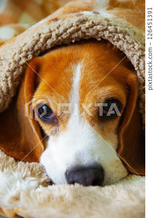 Beagle dog Beagle dog 126451391