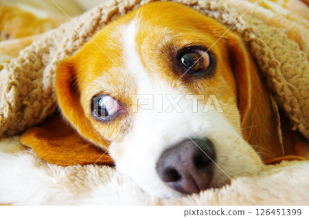 比格犬 126451399