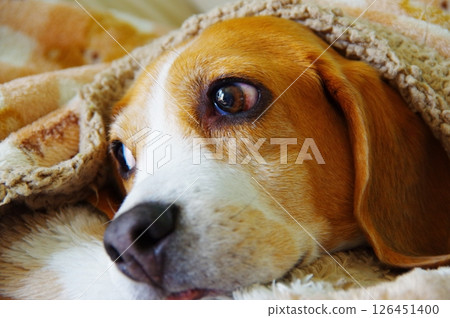 比格犬 126451400