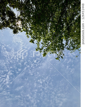 Fresh greenery shining against the blue sky Fresh greenery shining against the blue sky 126451448