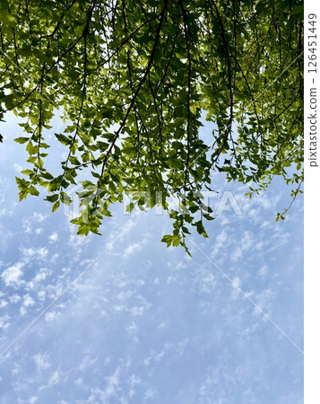 Fresh greenery shining against the blue sky 126451449