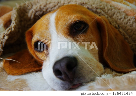 比格犬 比格犬 126451454