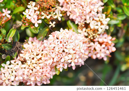 Ixora chinensis Lamk, Ixora spp or Zephyranthes or West Indian Jasmine 126451461