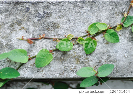 ficus pumila or climbing fig or Climbing Vine on the fence or 126451464