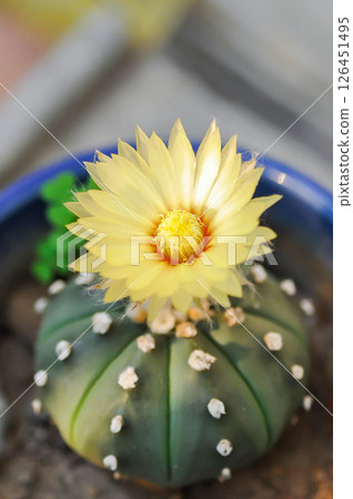 Astrophytum asteriias flower or cactus in the flower pot or Astrophytum or Astrophytum asteriias and flower Astrophytum asteriias flower or cactus in the flower pot or Astrophytum or Astrophytum asteriias and flower 126451495