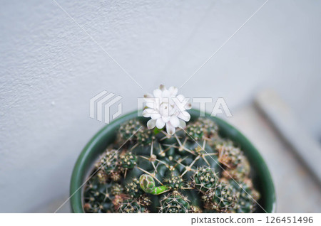 Gymnocalycium damsii v tucavocense, gymnocalycium damsii ssp or cactus or cactus flower 126451496