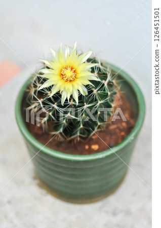 Thelocactus setispinus or Ferocactus hamatacanthus , Miniature Barrel Cactus flower or yellow flower or cactus flower 126451501